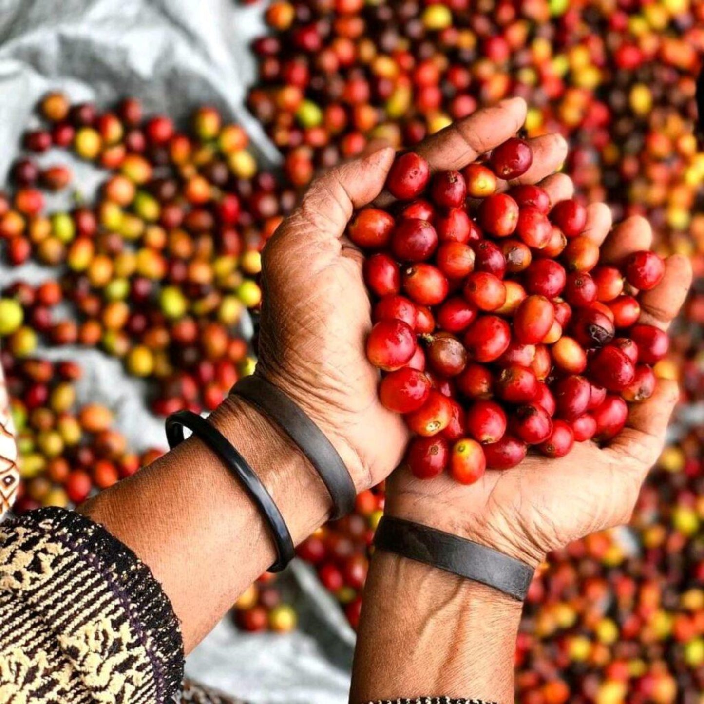 Freshly Roasted Organic Coffee Beans, COLOMBIA ASOBRIS (chocolate, roasted nuts, brown sugar and stone fruit fragrance)