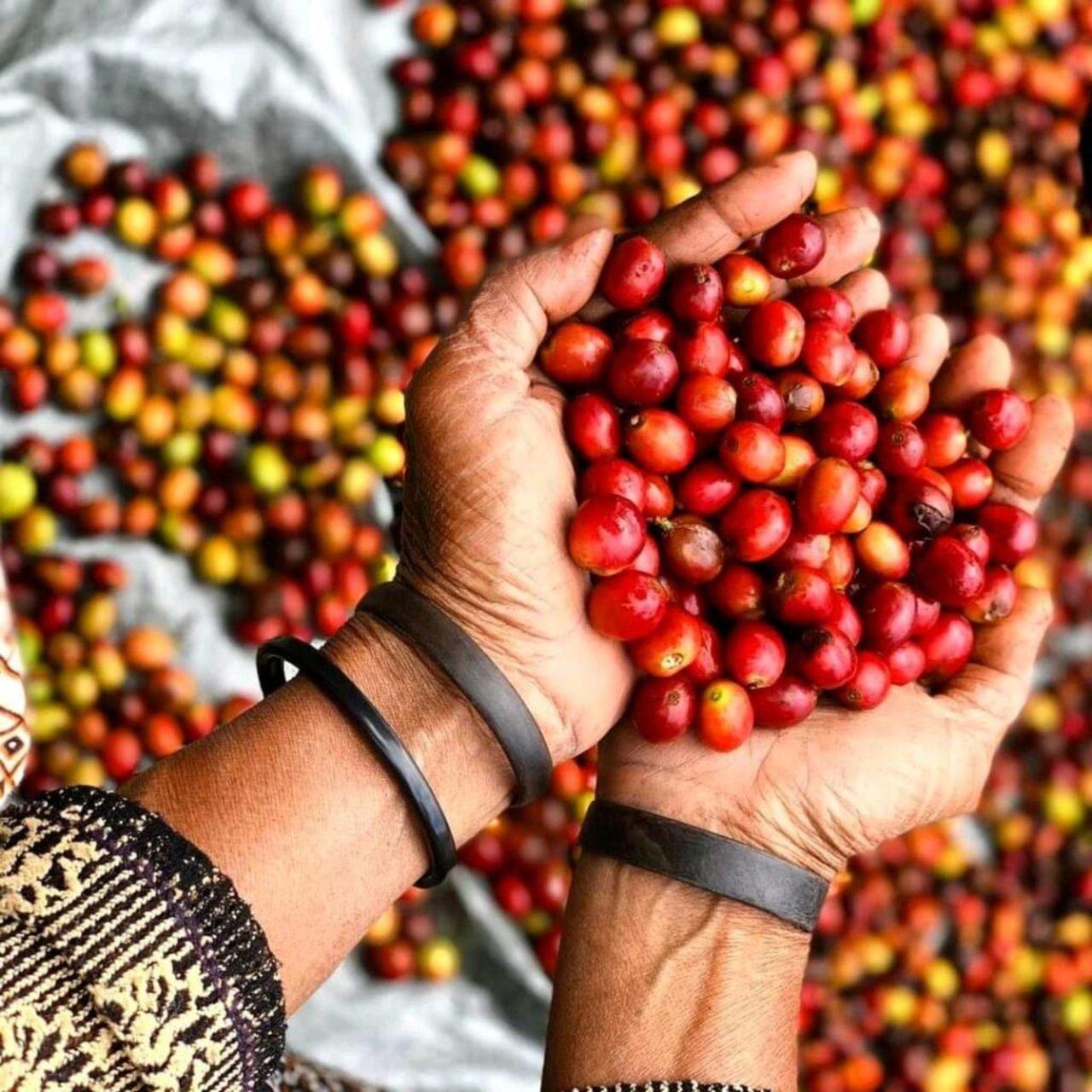Hands holding vibrant red coffee cherries over a pile of ripe and unripe beans.